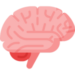 brain