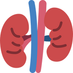 kidney